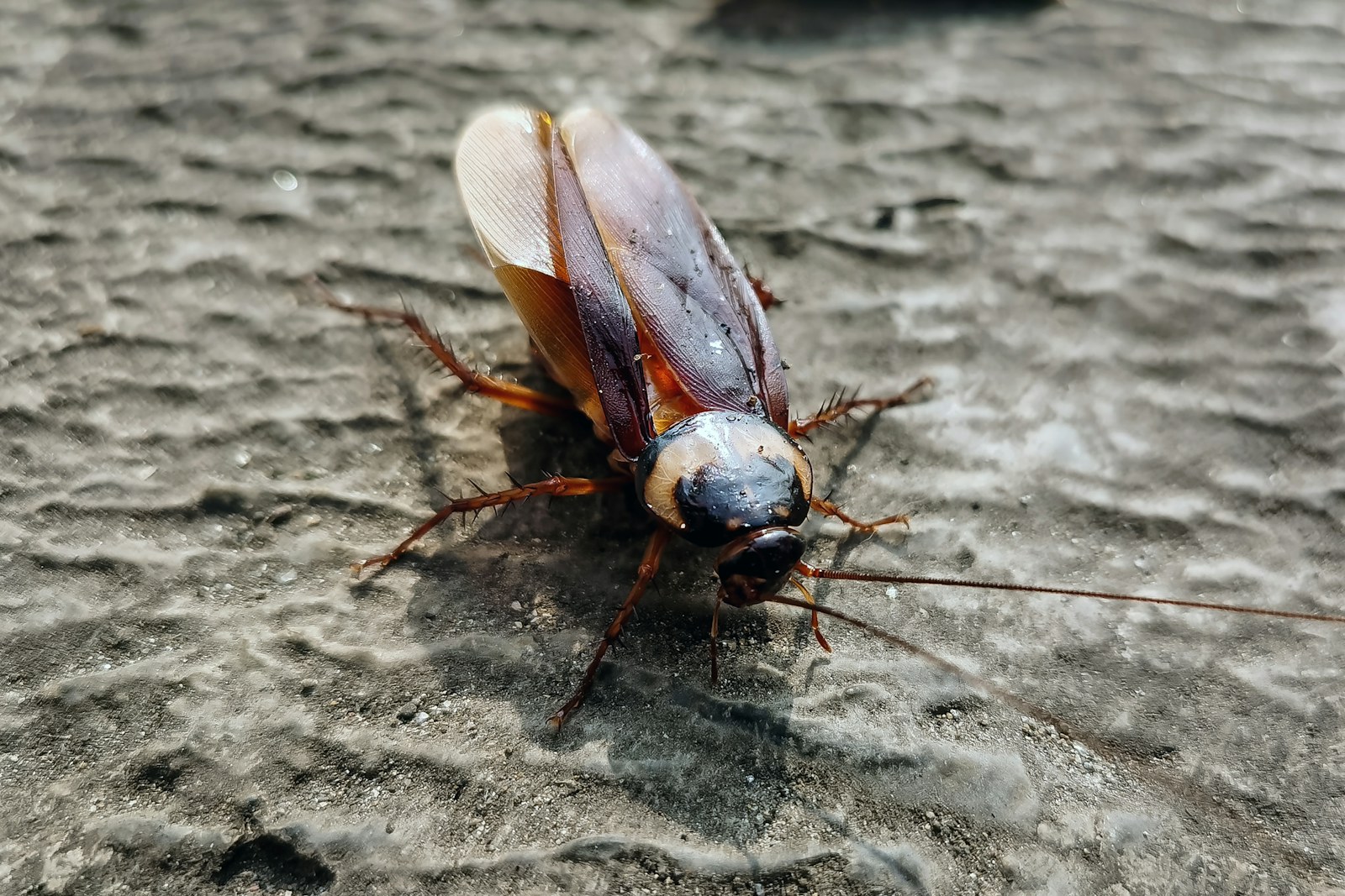 A cockroach on a textured gray surface