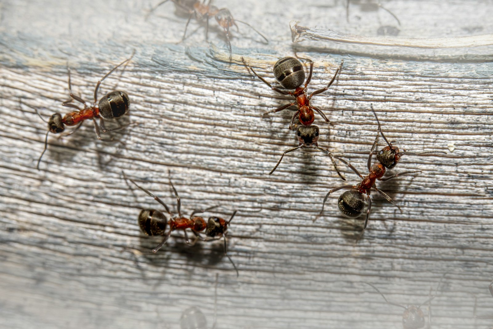 Red ants moving across textured wood in close view